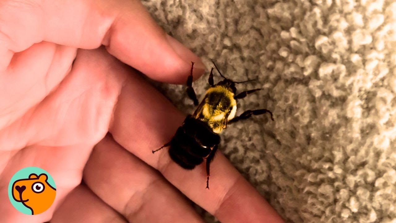 Lady Took In Injured Bumblebee. What Happened Next Was Unexpected | Cuddle Buddies