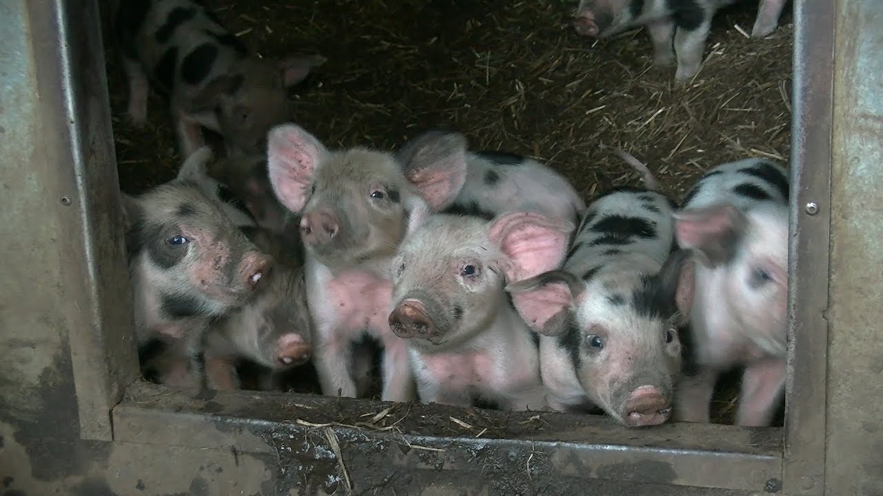 Vijf sterren varkens bij MergenMetz