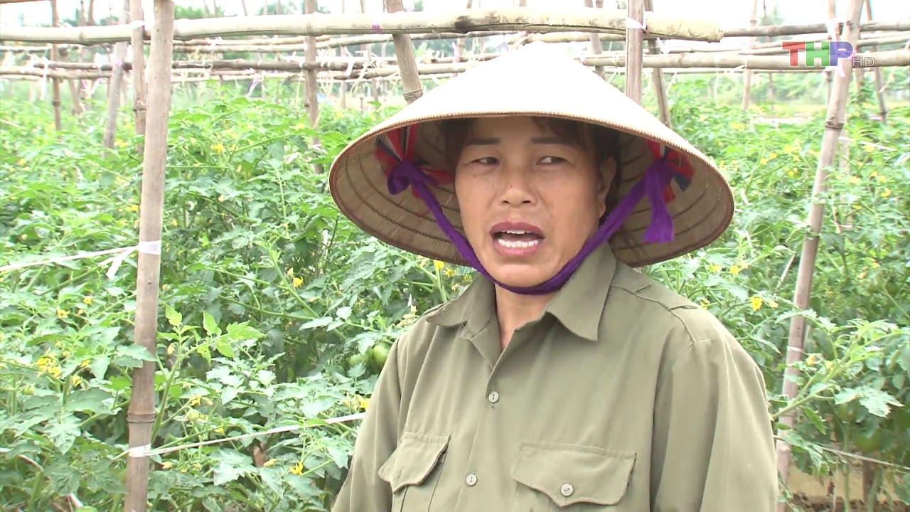 Nhà Nông Làm Giàu: Đồng Thái Phát Triển Cây Cà Chua Trái Vụ
