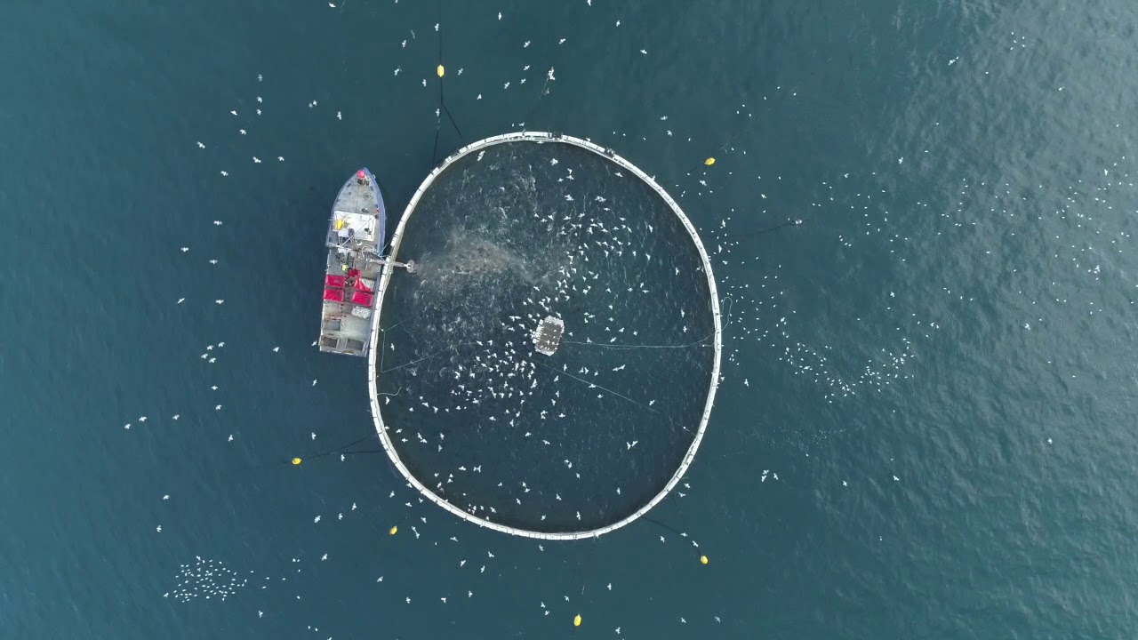South Australia’s Tuna Ranching