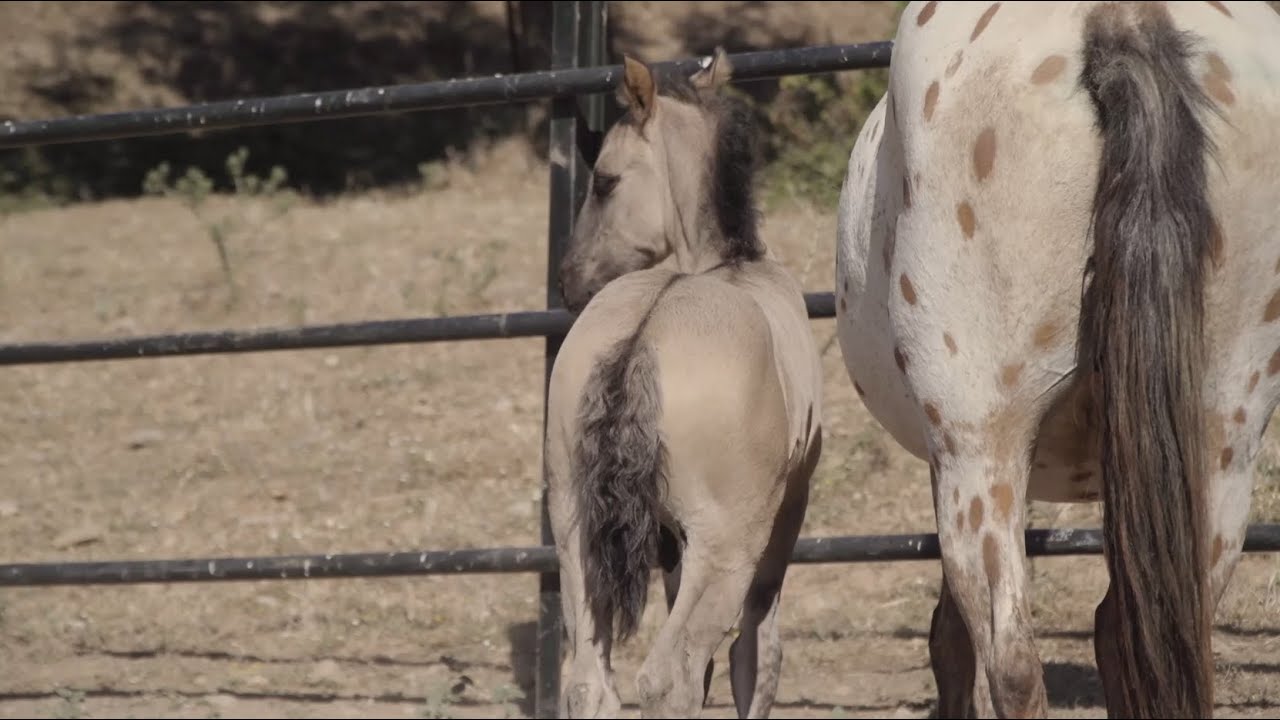 TODOCABALLO Capítulo 104: Recorrido por las razas de caballos que hemos conocido en el programa