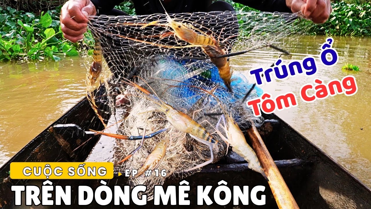 Quăng Chài ven sông Mê Kông, trúng Ổ Tôm Càng bắt không Xuể | Dân Lục Tỉnh