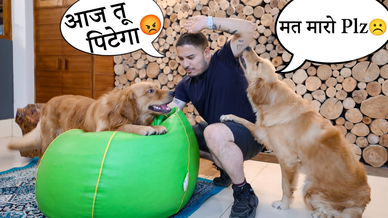 Max ki Pitayi lagani padi aaj 😡😓 Bohot shaitan ho gaya hai! @thehimalayanhusky
