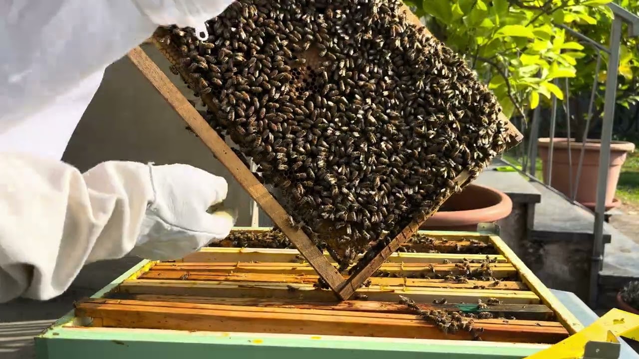 Controllo del 18/10/2025. Ottimo segnale! Covata fresca e nuove scorte di miele.