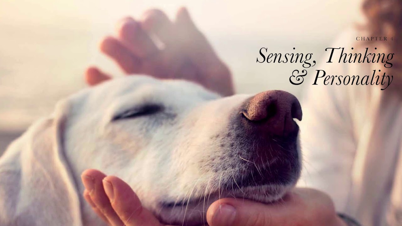Explore the Relationship Between Dogs and Humans