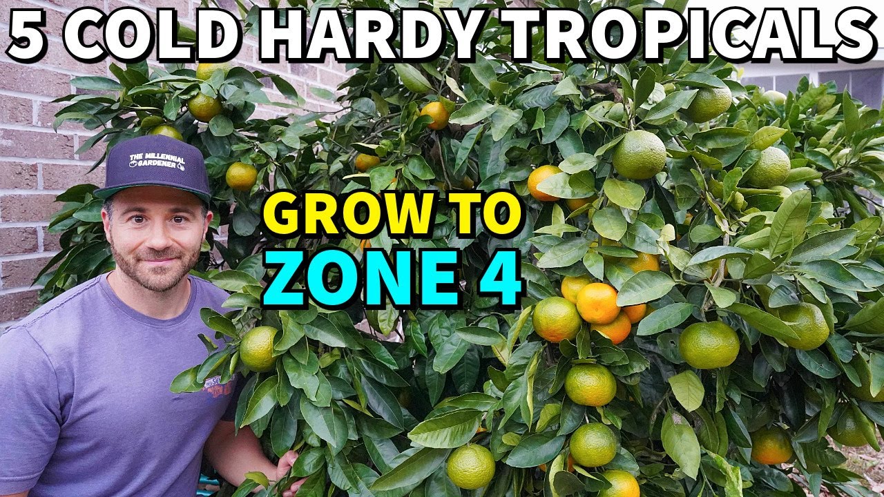5 TROPICAL FRUITS Northern Gardeners Can Actually Grow!