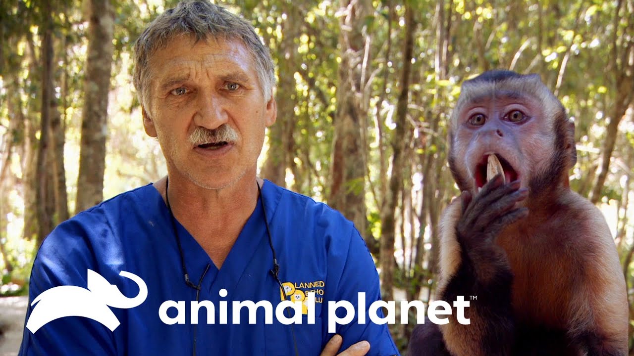 Dr. Jeff ve por primera vez a los monos araña en México | Dr. Jeff, Veterinario | Animal Planet