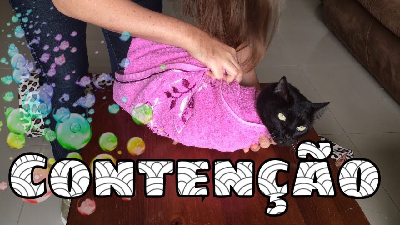 Minhas dicas para conter um gato