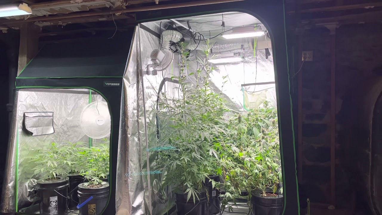 Growing weed in the basement with General Hydroponics