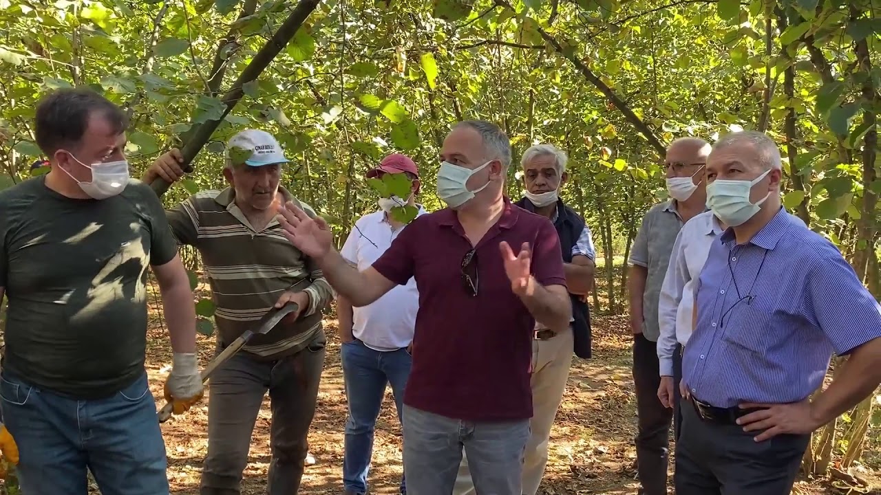 (3. Kısım) Paralı Köyü Fındık Ağacı Yetiştirme ve Budama eğitimi