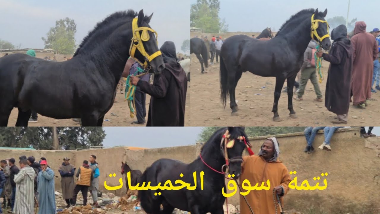 من الخميسات أجواء أخرى أنقلها لجميع متتبعي🫣 الخيل🐎 الله يبارك