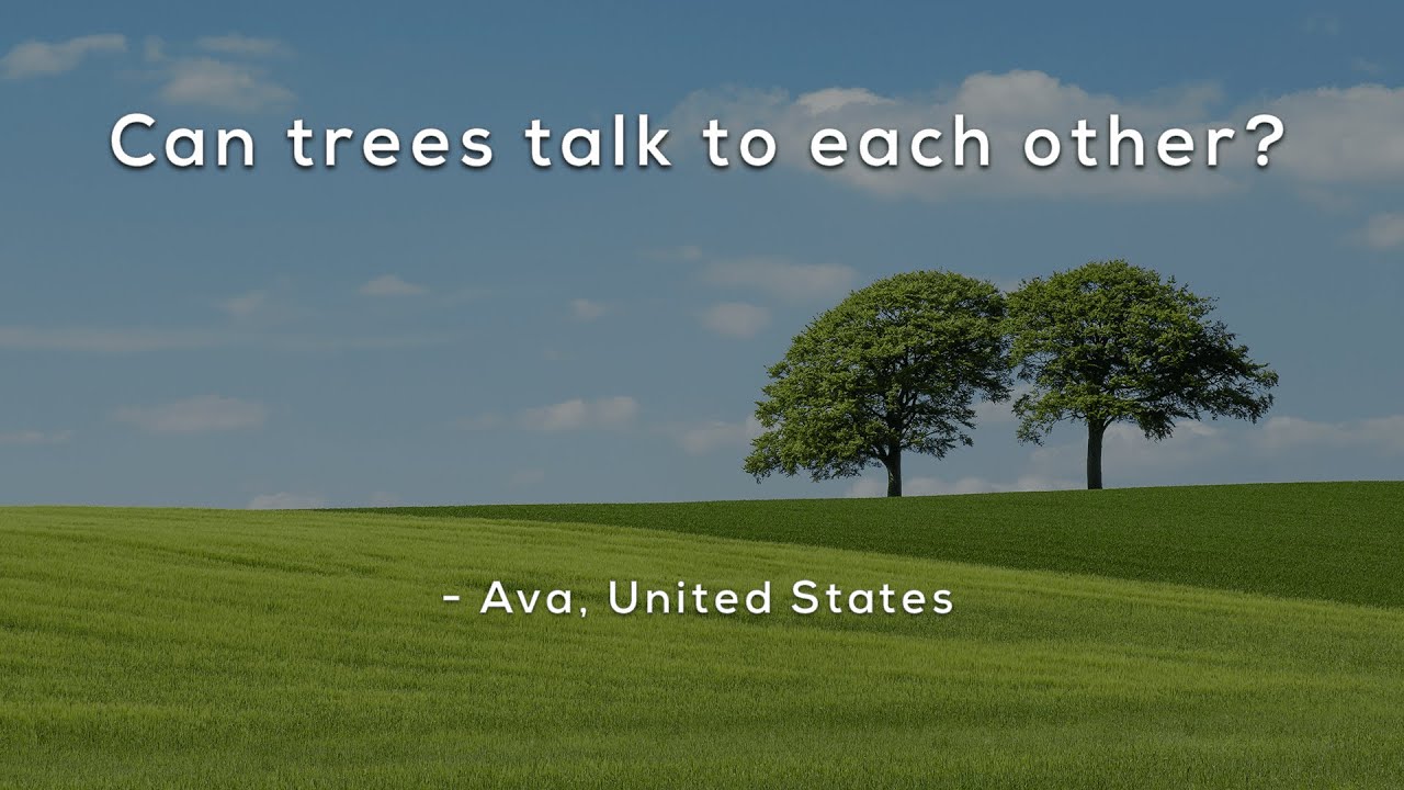Can trees talk to each other?