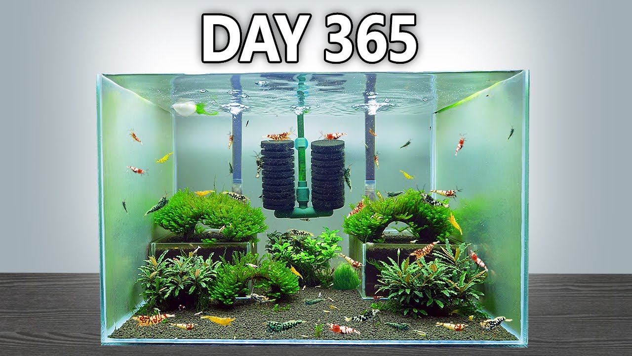 I Made a Tiny Ecosystem for Caridina Shrimp (And Let it Grow for 1 Year)