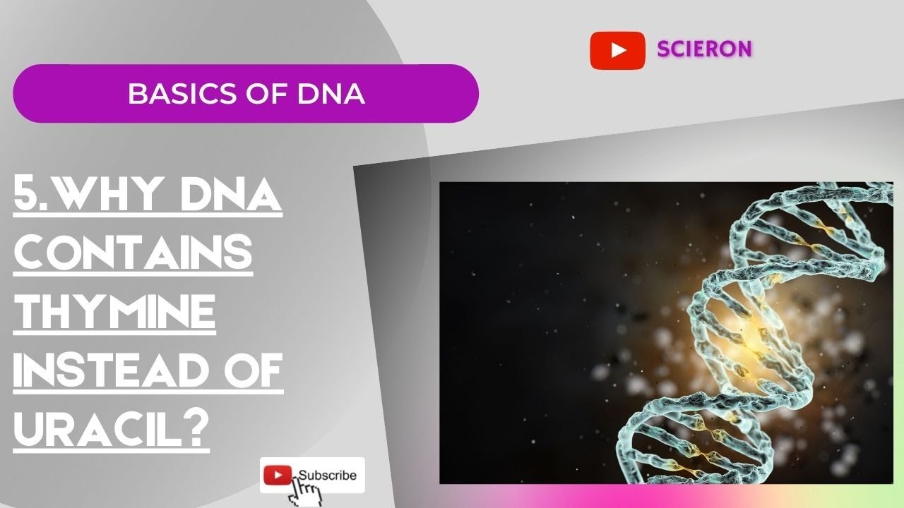 05: Why DNA contains Thymine instead of Uracil? | Explained by Erina