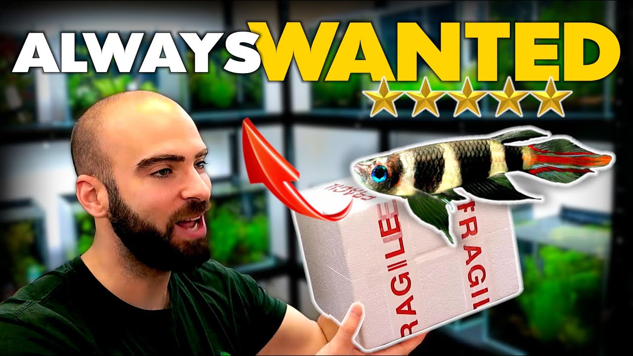 I GOT THEM!! Clown \ Rocket *KILLIFISH* (always wanted) | MD Fish Tanks