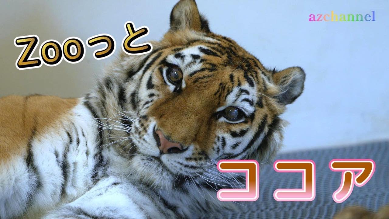 【釧路市動物園アムールトラ】もっと！ずーっとココア💖Cute Cocoa gets to be a good age.