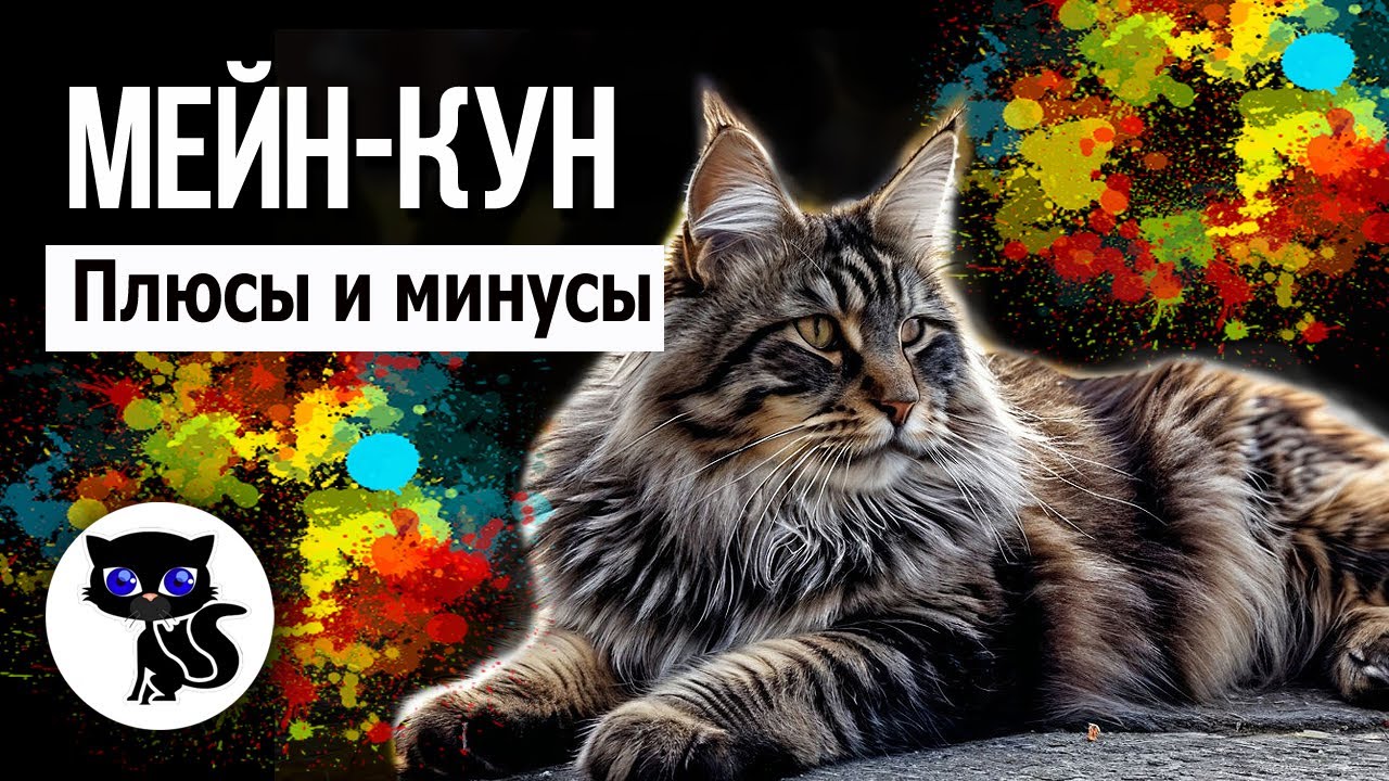 ✔  Мейн-кун, плюсы и минусы породы. Стоит ли заводить эту кошку?