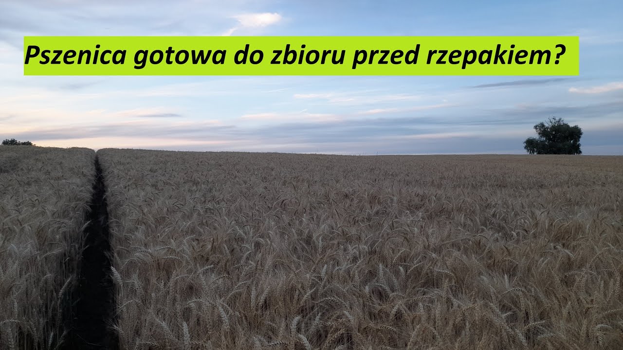 Pszenica do zbioru przed rzepakiem? Porównanie dojrzałości - Przegląd plantacji #39