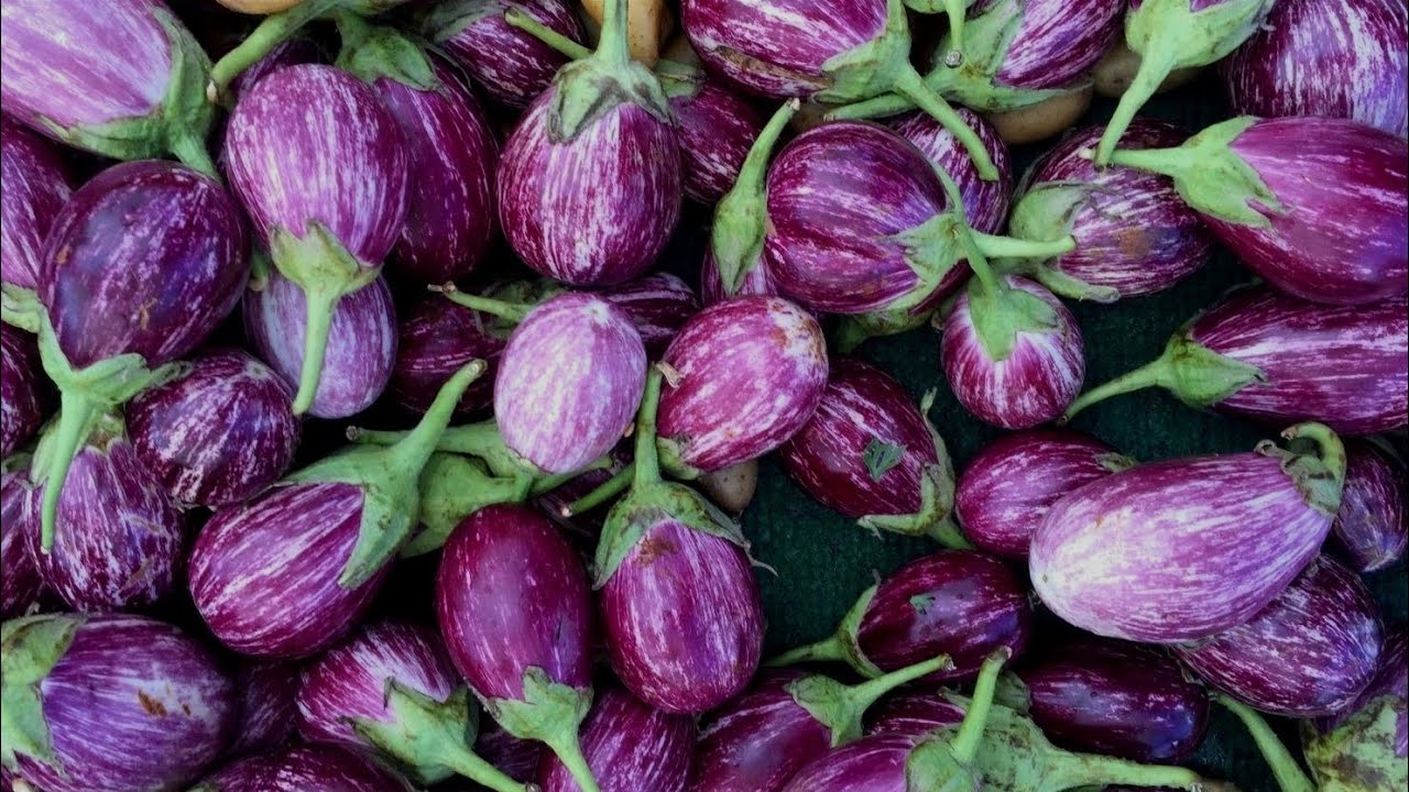 கத்தரி விளைச்சல் அதிகரிப்பு - எப்படி ?Brinjal Yield Increase - How ? #brinjal