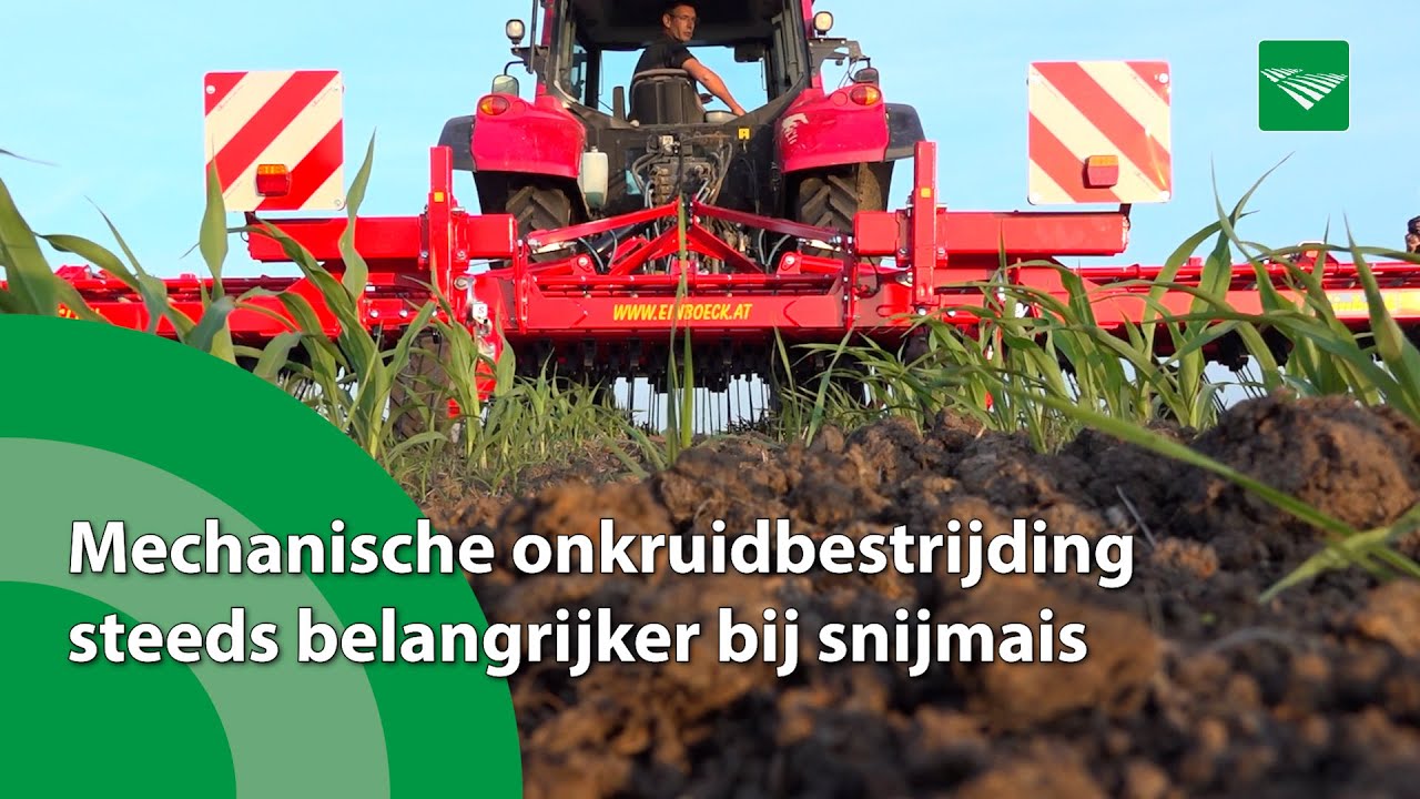 Mechanische onkruidbestrijding steeds belangrijker bij snijmais