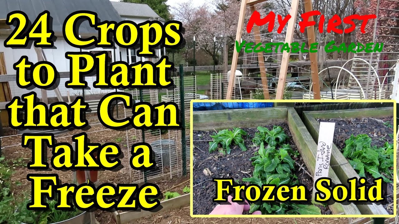 24 Cool Season Crops to Plant in March & April: Examples of Frozen Plant and What That Means.