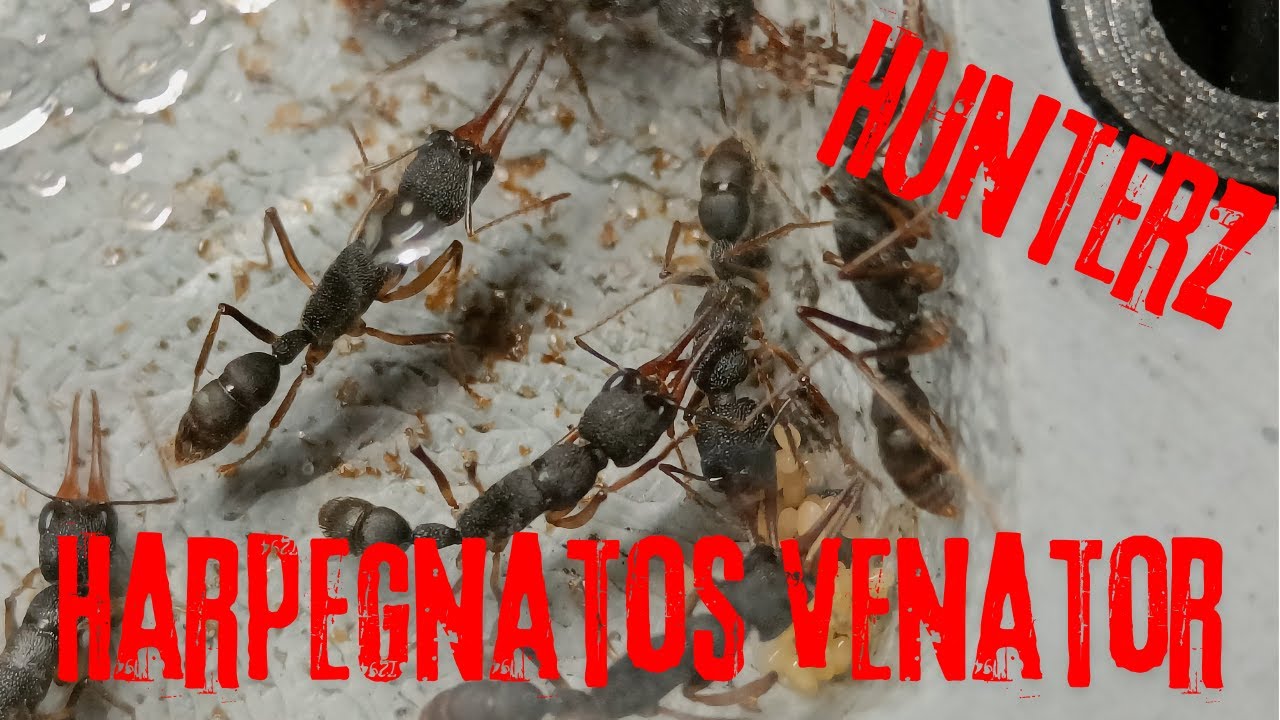 New Harpegnatos Venator!!! Part 1