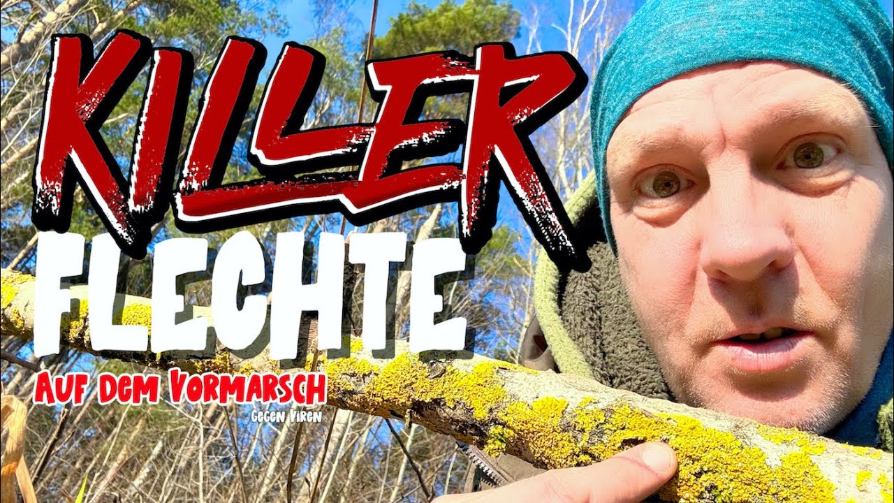 Killer Flechte auf dem Vormarsch &ndash; Gelbflechte der Virenkiller