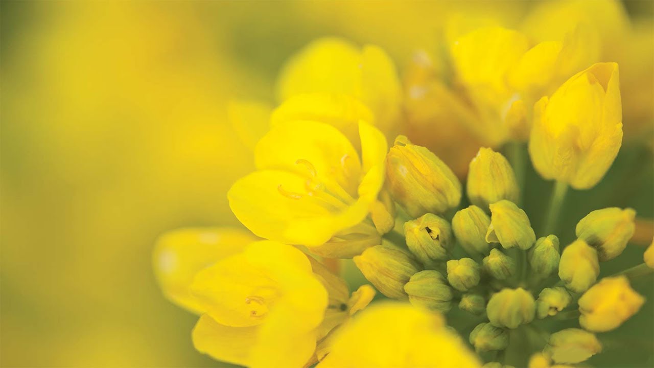 Canola Cultivation Complete Guide - کنولا کی کاشت مکمل رہنمائی