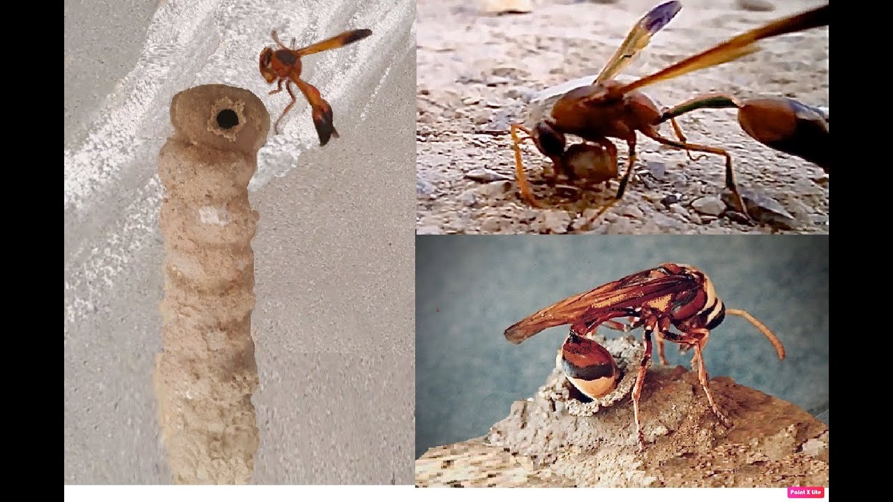 دبور الطين الباني أو ( ‎⁨دبور التراب )  ( Mud Wasp  or (  Dirt Wasp