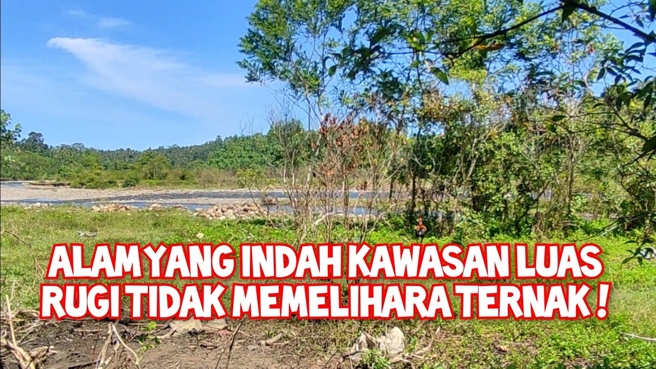 Melihat Sapi Bali yang Hidup di Kawasan Pinggir Sungai di Padang Pariaman