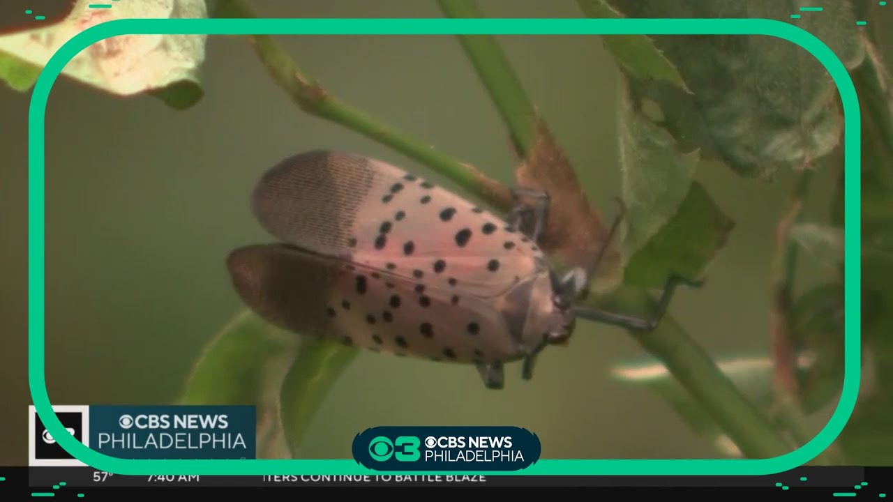 What kills spotted lanternflies? Researchers making progress in getting invasive bug under control