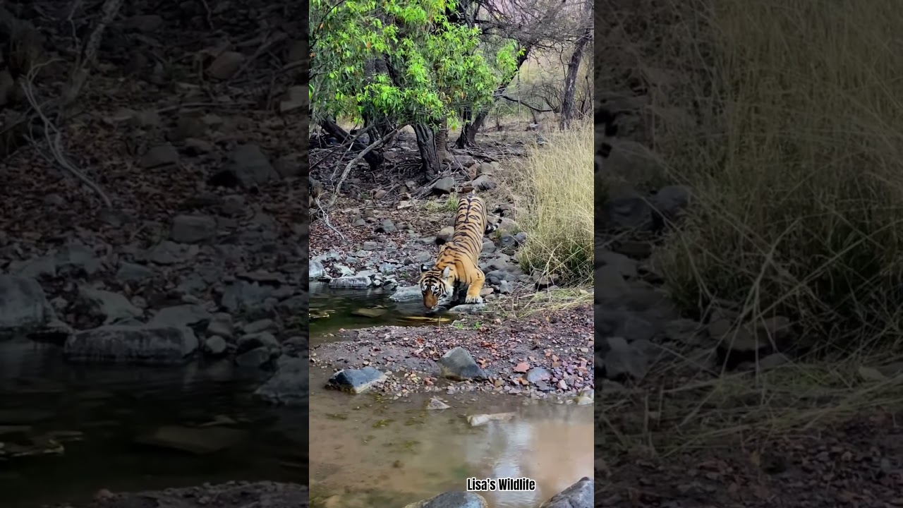 spotted a Tiger in the Wild