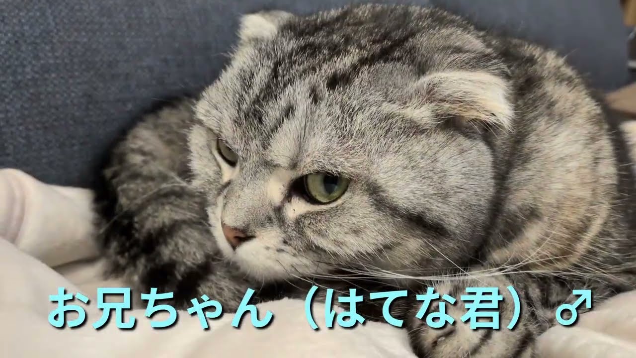 がじら君はお兄ちゃんと一緒にお昼寝がしたい！！！果たして許されるのか？！＃ねこ＃猫＃スコティッシュ＃ラガマフィン＃cat