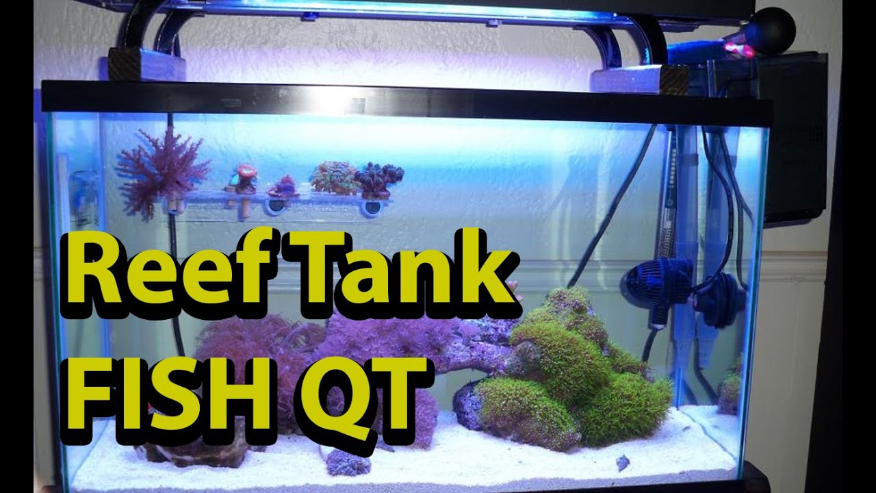 New Salt Water Fish QT Quarantine