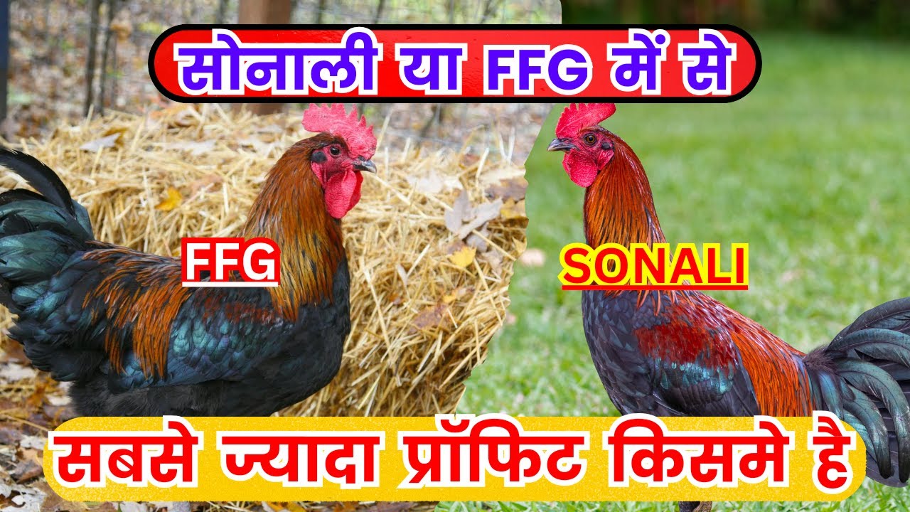सोनाली और FFG में से कौन सा मुर्गा सबसे ज्यादा पैसा देता है, Sonali & FFG Poultry Farming #ffg