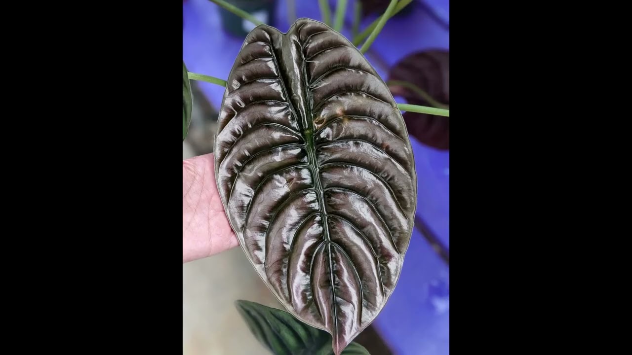 Variedades de alocasias , Curiosidades y Cuidados