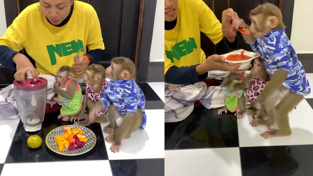 The Cutest Little Helpers! Monkeys Prep Fruit & Drink From a Juice Box 😍