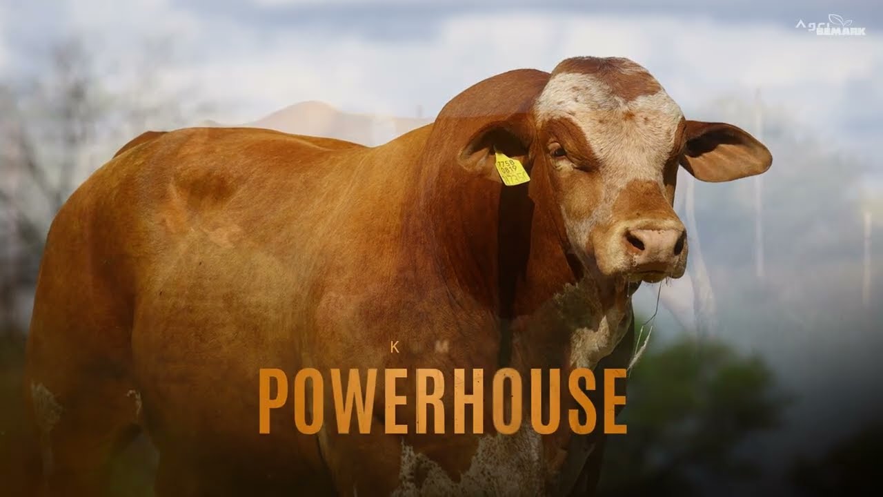 LOT 5 | DM231150C | POWERHOUSE
