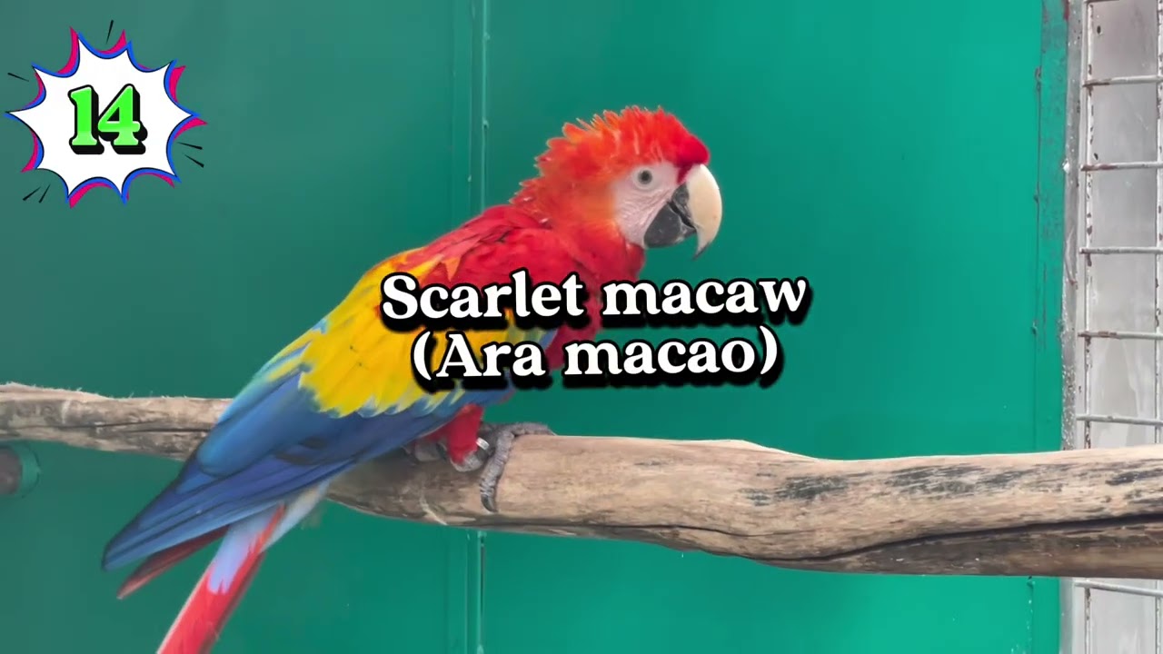 Wonderful parrot species with their life expectancy