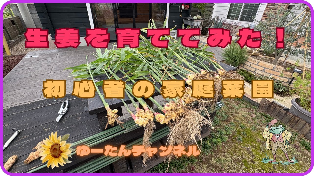 50代夫婦の庭づくり　39　【生姜の植えつけから収穫まで】野菜づくり初心者🌽