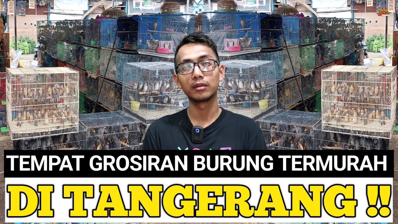 INI JELAS ! AGEN DAN PUSAT GROSIR BURUNG TERMURAH DI CIPONDOH TANGERANG