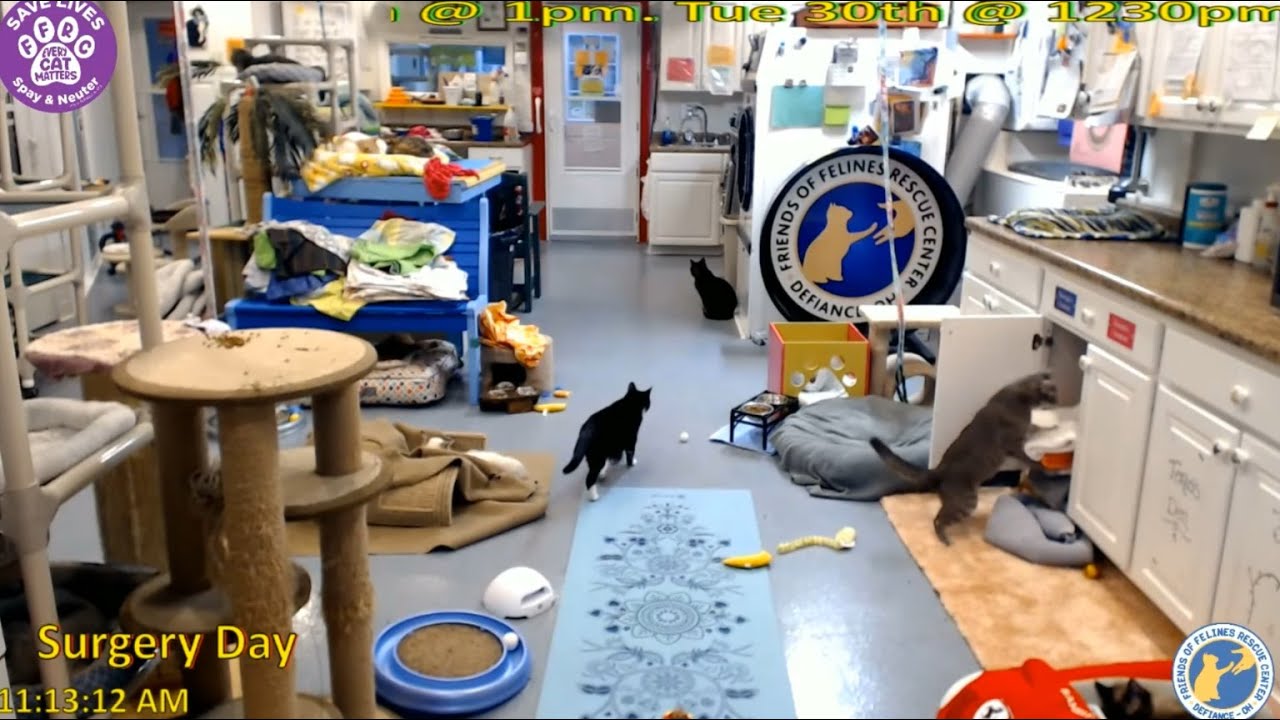 FFRC moment - kitties can't resist - 03/18/2021