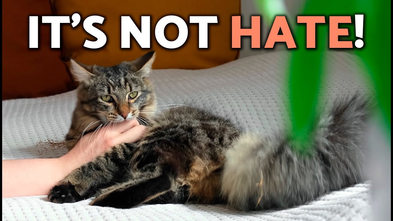 Love Bites? The REAL Reason Cats Bite Gently 🛑🐈 (What TO DO?)