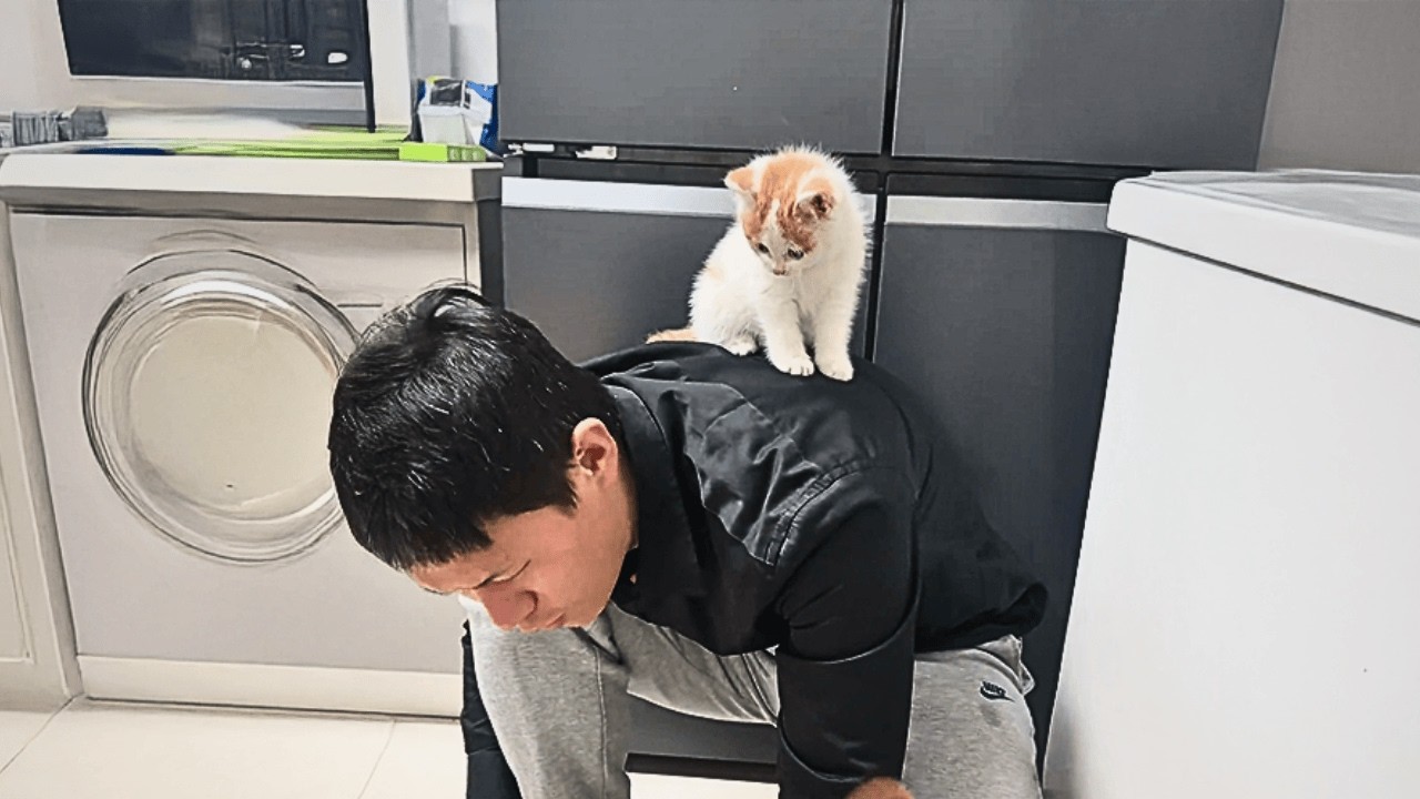 Я тайком принесла домой маленького бездомного котёнка, муж и наши собаки его полюбили!