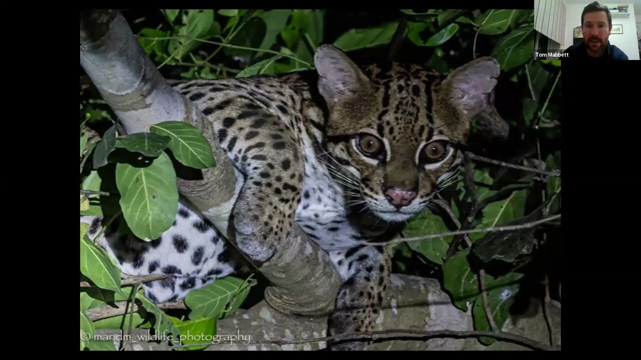 Naturetrek Roadshow: The Best of the Brazilian Pantanal – Highlights from our 2025 Season