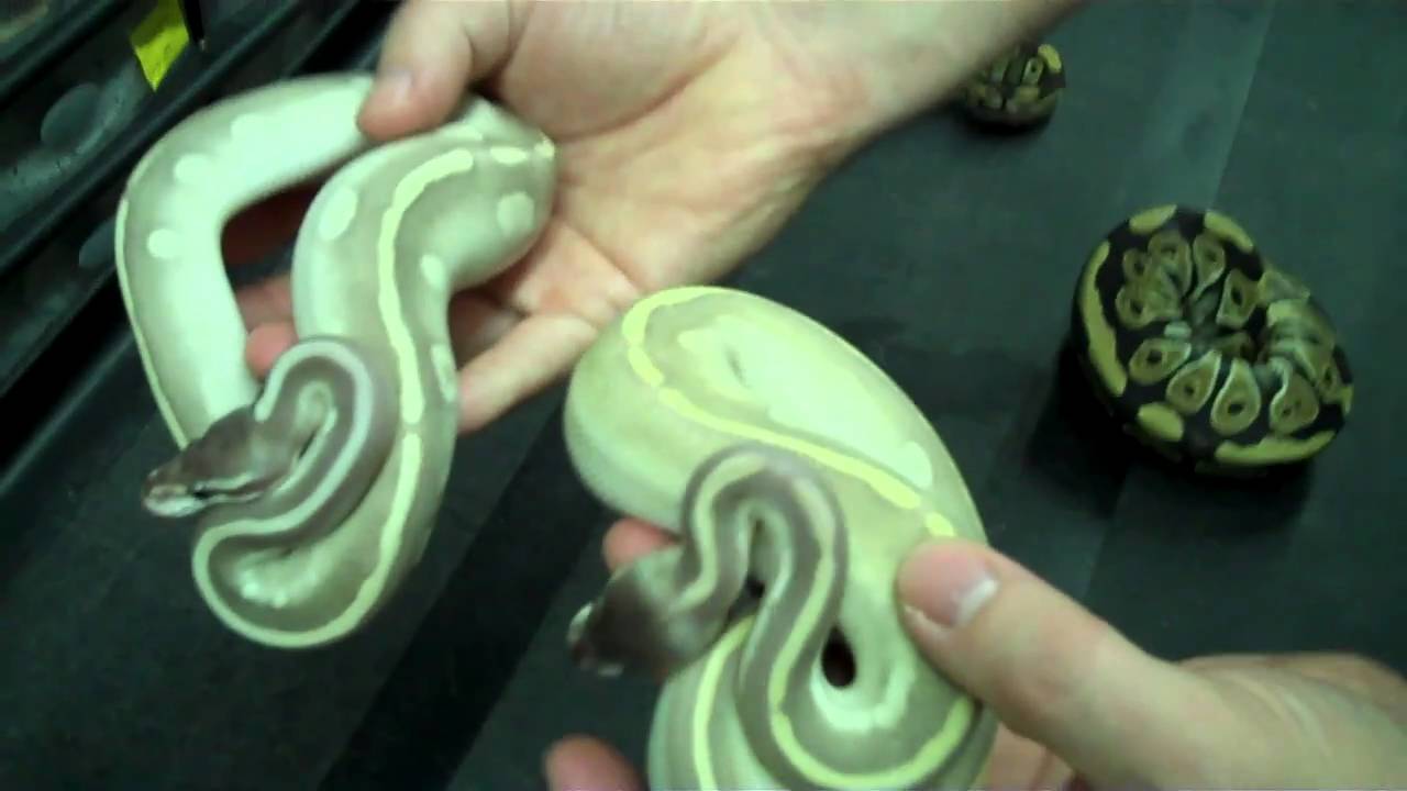 Mystic Potion - ROCK STAR ball python - A must see clip!
