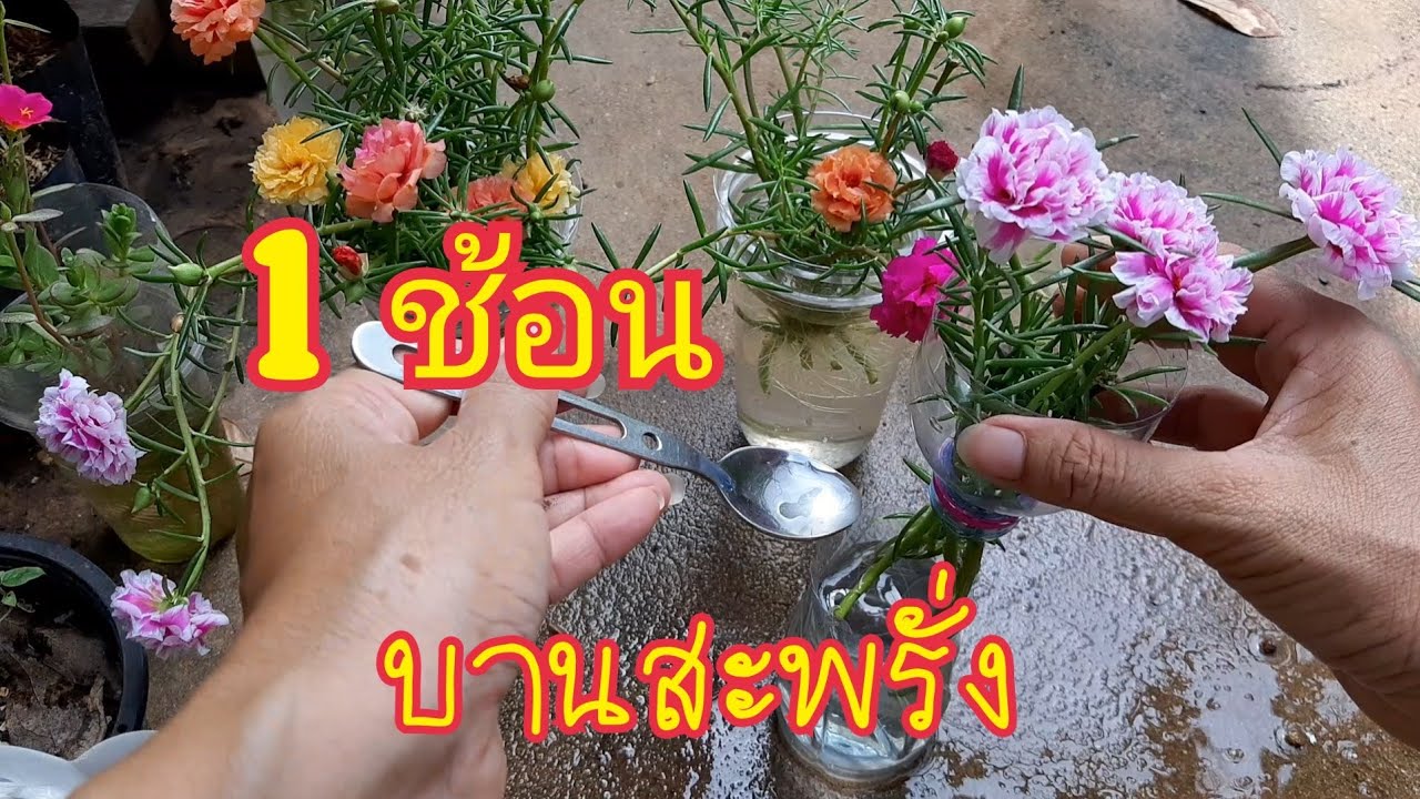 1 ช้อนบานสะพรั่ง เผยเคล็ดลับ ปลูกแพรเซี่ยงไฮ้ไร้ดิน โตเร็วดอกเพียบ ง่ายนิดเดียว สาคู channel