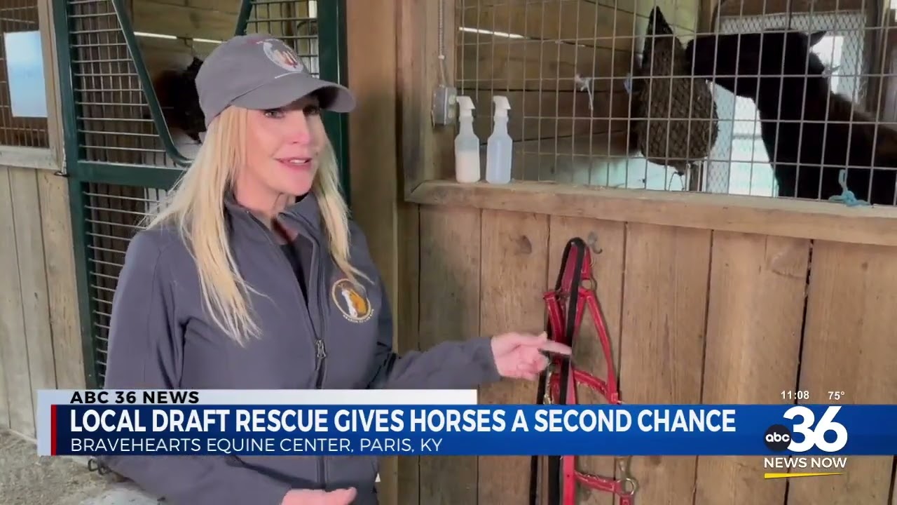 Draft horse rescue
