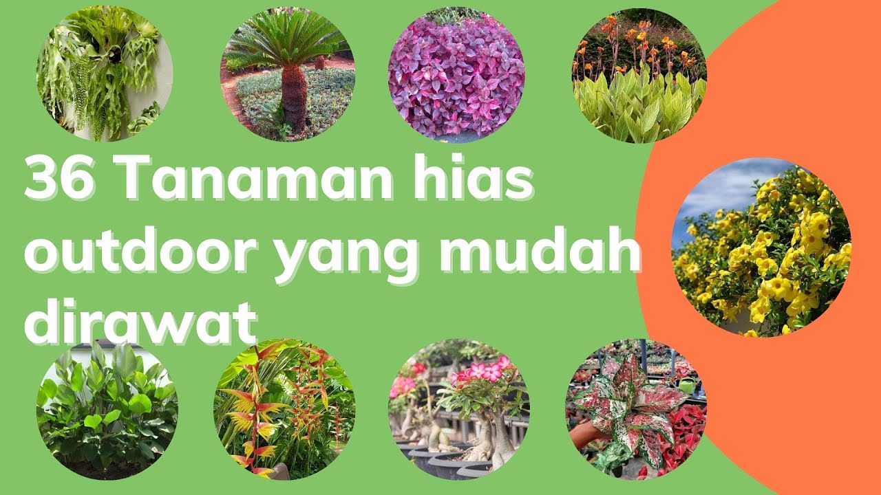 36 Tanaman hias outdoor yang mudah dirawat layak menjadi koleksi tanaman hias