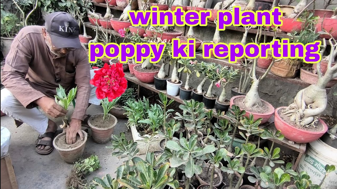 Winter plant poppy ki reporting